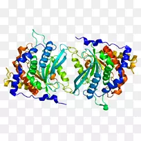 qpct谷氨酰肽环转移酶蛋白基因酶