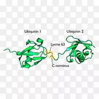 泛素化赖氨酸蛋白酶体
