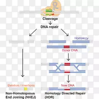 CRISPR指南RNA Cas9基因组编辑