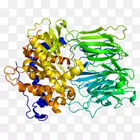 脯氨酰内肽酶蛋白酶寡肽酶