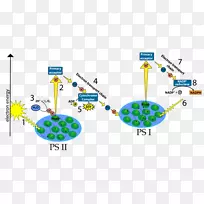 光依赖反应电子传递链类囊体光系统P 700-光无关反应