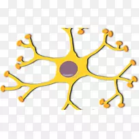 剪贴艺术运动神经元神经系统神经元间脑