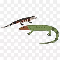 普通蜥蜴，爬行动物，鳄鱼，壁虎-北凯曼蜥蜴