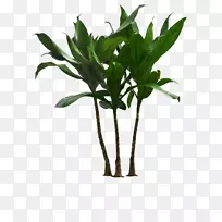 室内植物花盆剪贴画棕榈树.大型盆栽植物