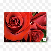 花园玫瑰花卉图案切花-周年红色贺卡