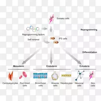 诱导多能干细胞多能分化-细胞分化