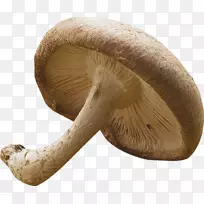 普通蘑菇侧耳香菇药用真菌-蘑菇