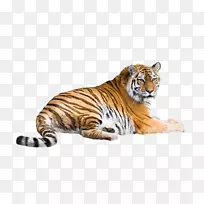 猫科，西伯利亚虎，孟加拉虎，白虎，桌面壁纸-猫