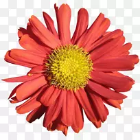 菊花普兰菊毛毯花切花玛格丽特菊花