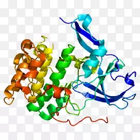 核糖体蛋白S6蛋白激酶核糖体S6激酶rps6ka5