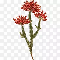 班克西亚植物：文字开花植物剪贴画-花
