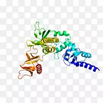 百里香，α1蛋白间隙基因生物化学