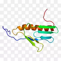 核糖体蛋白基因蛋白质生物合成