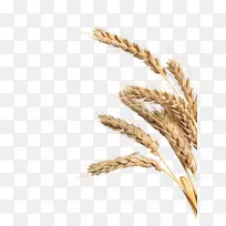 银角小麦黑麦小黑麦-大麦