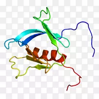 蛋白质pleckstrin同源区基因人