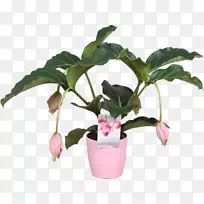 花盆盆栽植物延龄草