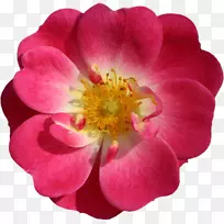 影像托儿所Paulette征android应用套件玫瑰照片-红光之花