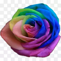 彩虹玫瑰彩色花园玫瑰