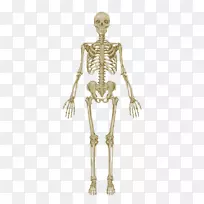 骨骼系统解剖图人体骨骼人体解剖骨骼
