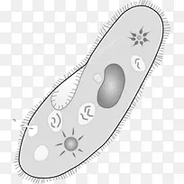 草履虫尾原生动物单细胞生物阿米巴液泡
