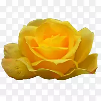 花园玫瑰png图片图像奥地利荆棘剪贴画-黄玫瑰花