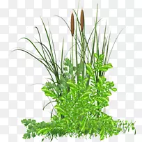 png图片剪辑艺术图像设计插图.香蒲
