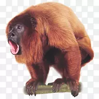 灵长类委内瑞拉红吼猴形象类人猿