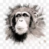 普通黑猩猩/m/02csf画猴子动物群.梯田
