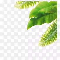 棕榈树剪贴画png图片叶子图像