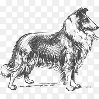 粗糙牧羊犬小狗边境牧羊犬拉西-小狗