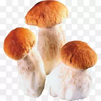 食用菌月饼菌夹艺术-蘑菇