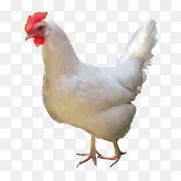 莱霍恩鸡肉鸡炒鸡汤摄影鸡作为食品炸鸡