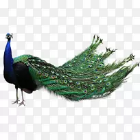 png图片剪辑艺术印度孔雀图像.羽毛