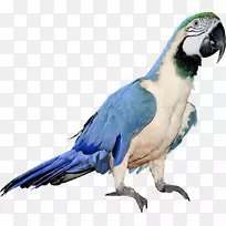 新几内亚夹艺术png图片鹦鹉.鸟