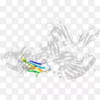 脊椎动物剪贴画线艺术-胃抑制多肽