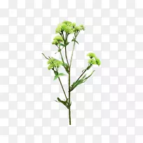 切花植物茎亚灌木开花植物-植物花卉材料