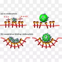 细胞有机体纳米粒吞噬内吞-吸附背景