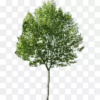 png图片剪贴画平面树图像树