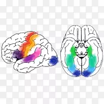 皮层刺激映射脑映射记忆神经生理学-脑