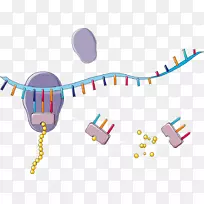 核酸转移RNA翻译核糖体