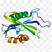 nudt 3核水解酶核苷-二磷酸酶蛋白NUDT 15