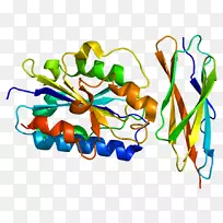 细胞间粘附分子细胞粘附分子ICAM-1