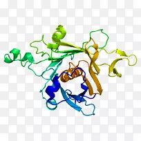 凝乳蛋白基因细胞信号传递