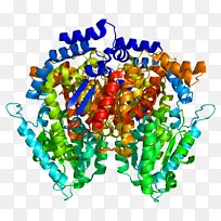 葡萄糖-6-磷酸异构酶葡萄糖6-磷酸酶