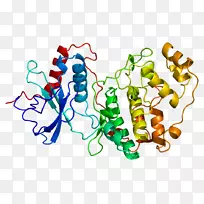 丝裂原活化蛋白激酶胞外信号调节激酶MAPK 1 MAPK/ERK通路