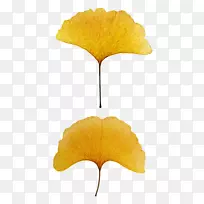 黄毛树便携网络图草叶白露