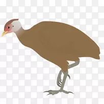 大尼可巴岛鸟类大尼可巴生物圈保护区瓦努阿图巨鸟