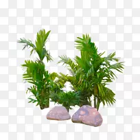 png图片图像棕榈树.热带传单