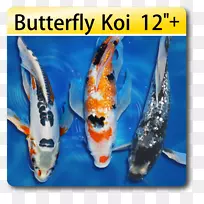 蝴蝶锦鲤鱼种-金鱼图案