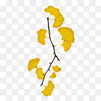 美发树png图片图像拜伊拉-黄银杏叶